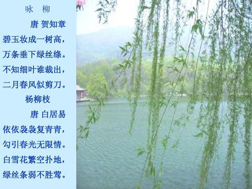 愿柳树在青海高原