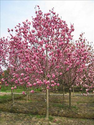 与zi magnolia会面