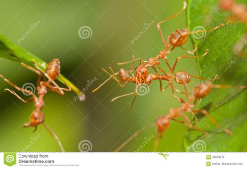 我发现蚂蚁是团结一致的。