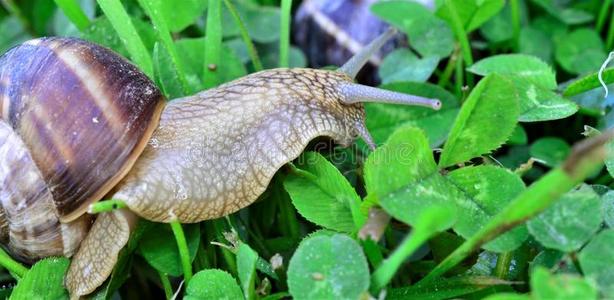 一只蜗牛在草地上
