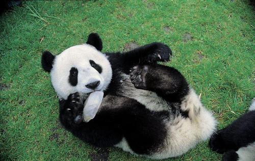 熊猫真的很有趣