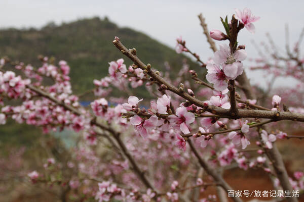 鲜花打开温暖