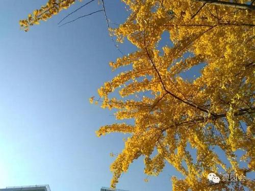 冬天，温暖的阳光，银杏树