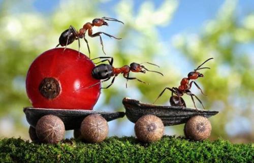 蚂蚁的合作精神