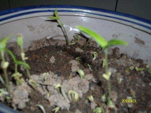 观察青豆的生长
