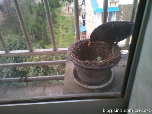 窗外的鸟巢