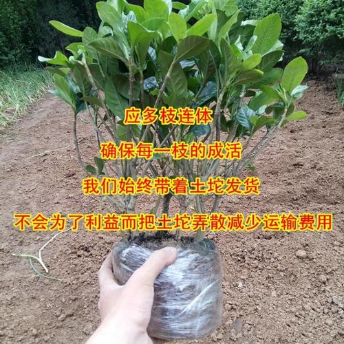 栀子花正在移动我的心弦