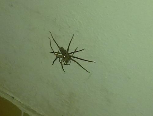 我的家里蜘蛛