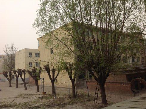 哭泣的柳树在学校操场上