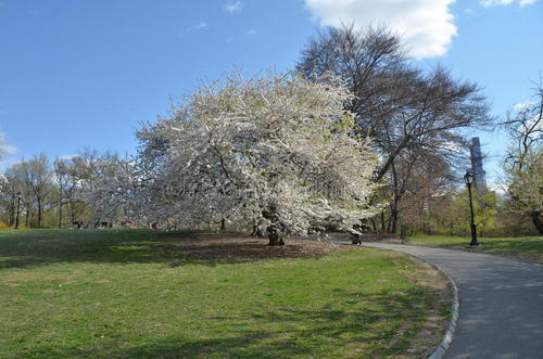 春天在中央公园