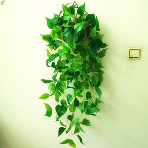 我的植物朋友绿色