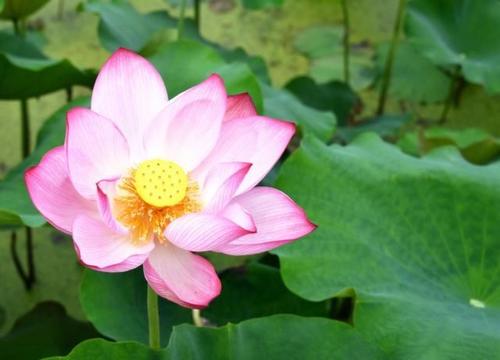 美丽的五颜六色的花朵