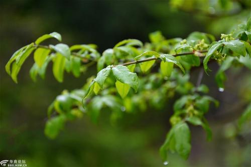 雨后春天的颜色