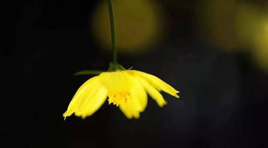 阅读Toregon“Golden Flower”