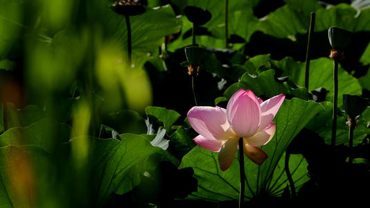 莲花在8月份