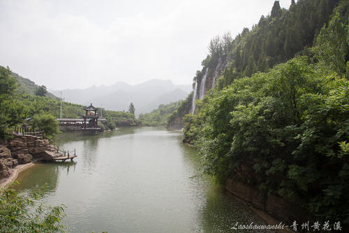 美丽的黄花