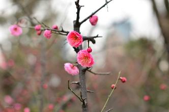 雨后梅花