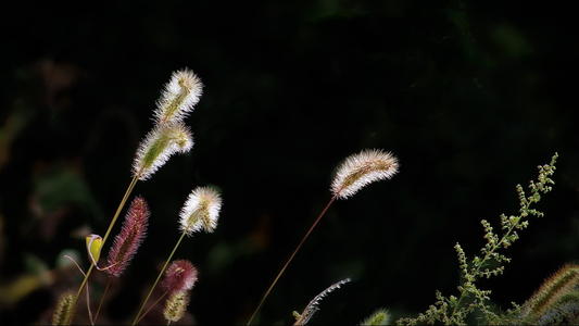 非植被，无情的实践是完美的