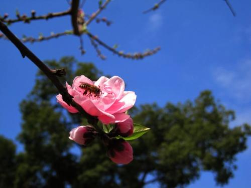 鲜花感兴趣，叶子是沉默的