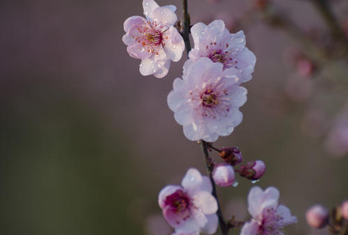 桃花的另一年