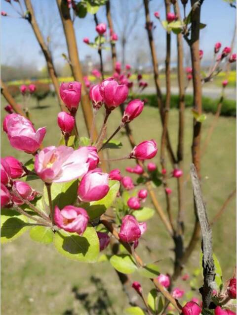 油菜花，我爱