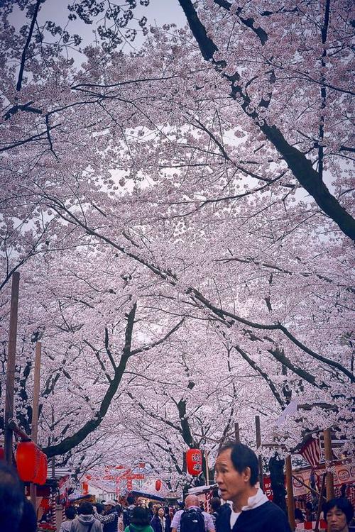 樱桃树下的风景