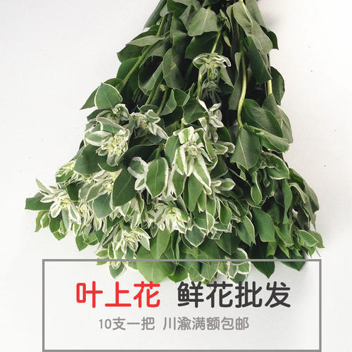 我是一个绚丽的花朵。