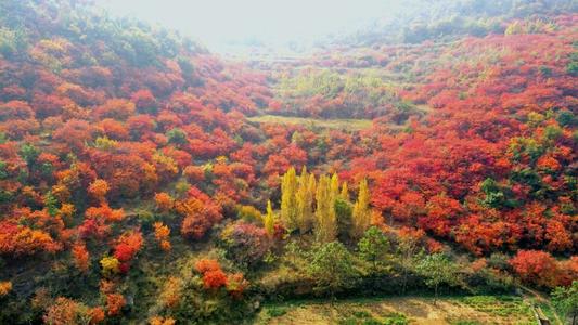 兰光林森林，红叶，山坡 - 冷和谈话