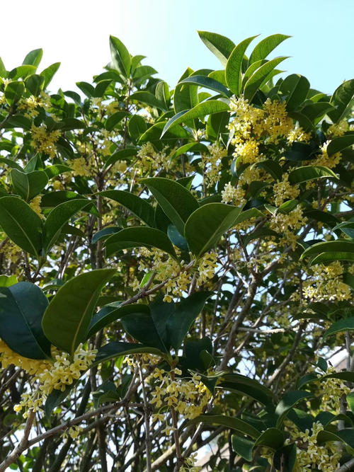 幸福藏在桂花树上