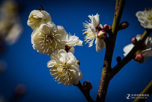 梅花在菜园里