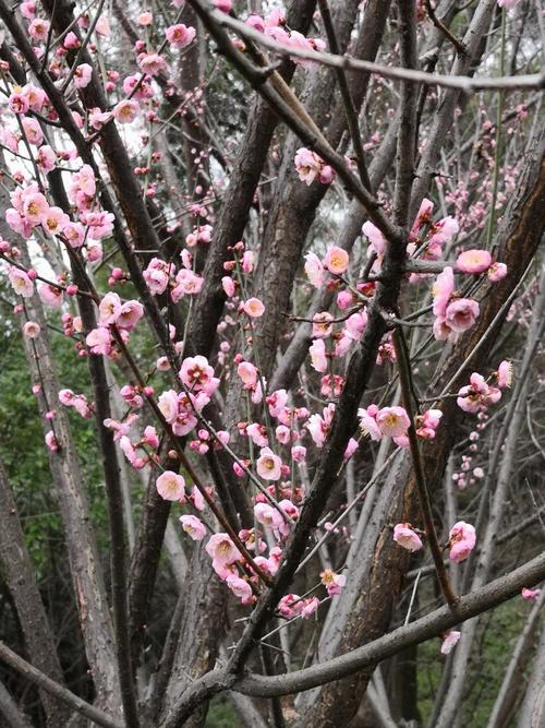 梅花向启示录