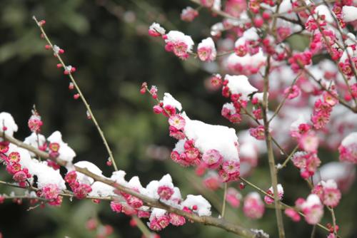 梅花在风和雪地绽放