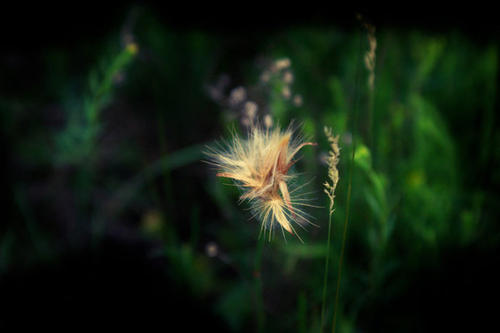 一朵花，一个世界，草