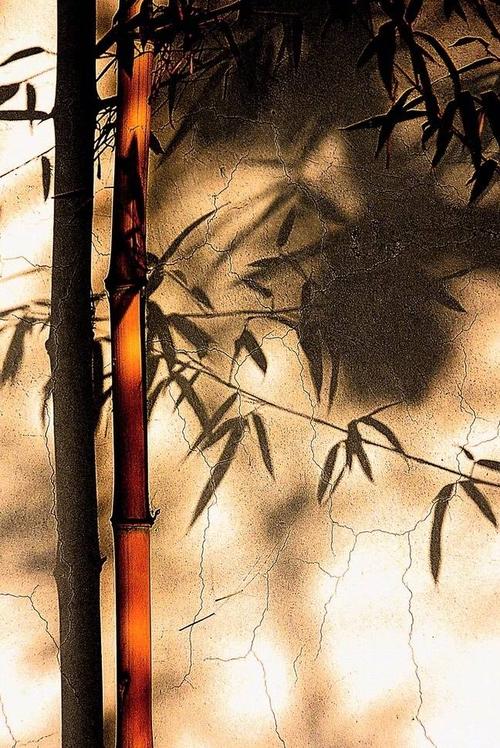 害怕的竹影子