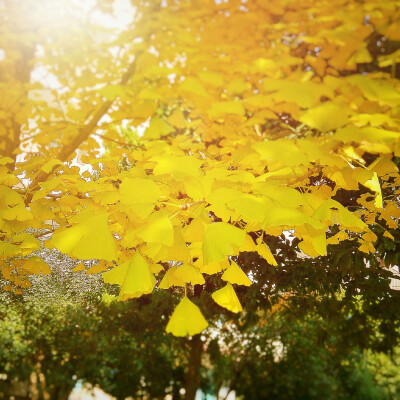 秋天和落叶