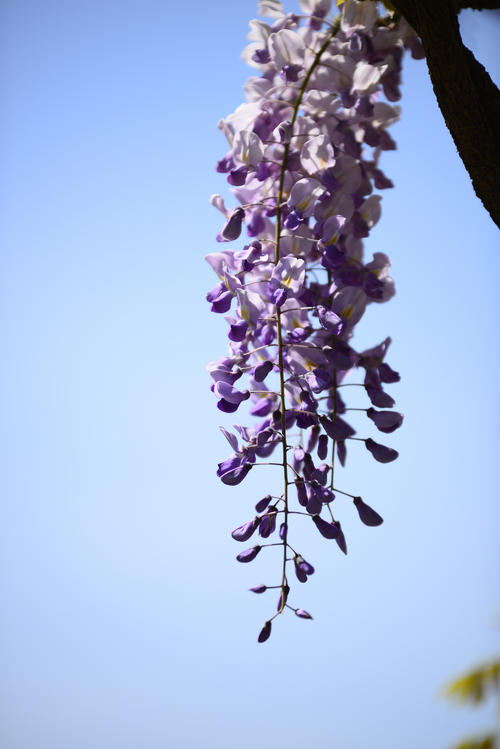 紫藤的另一年开花