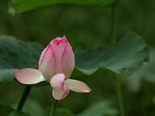 雨中的泪水