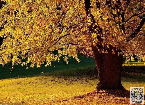 风景上的构图：多彩的秋季_750字