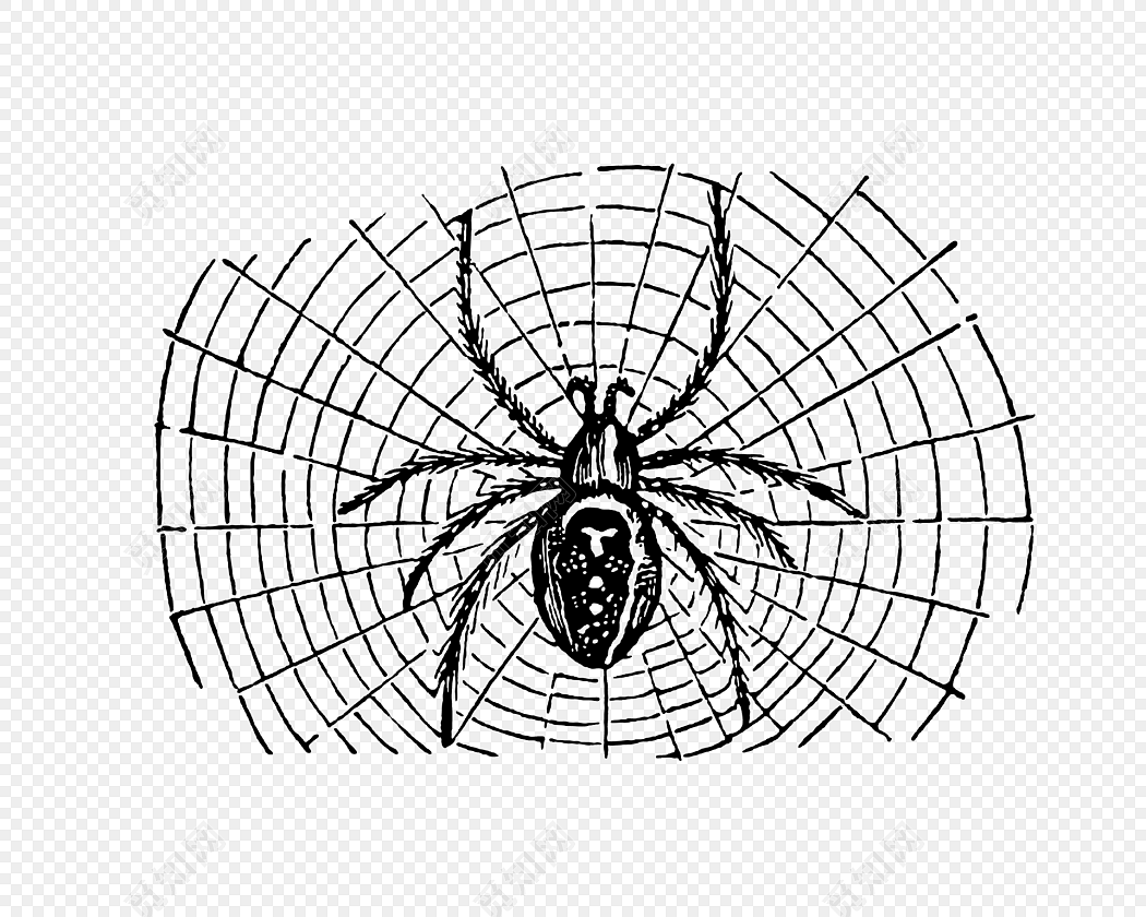 蜘蛛网在窗前_500字