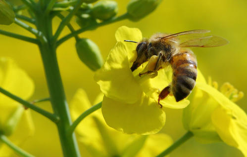 蜜蜂