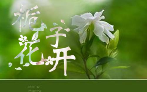 你看看栀子花，打开_1500字