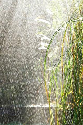 夏天雨