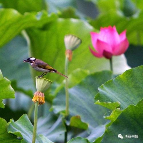 美丽的莲花池（zhu jinghe）_250字