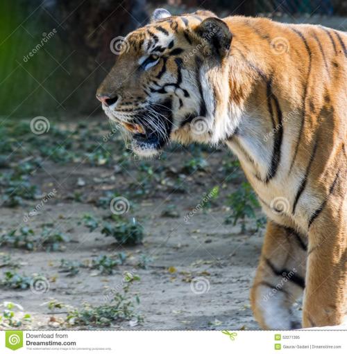 所以，一只小老虎和大虎有散布......
