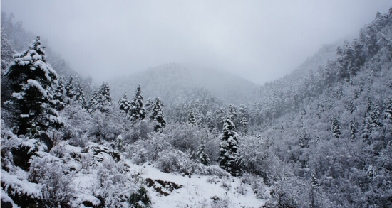 描述雪飞句_2000字