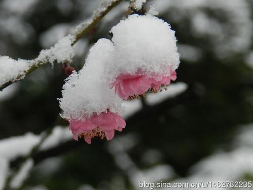 冬季漂亮段落：雪浮飘飘_900字