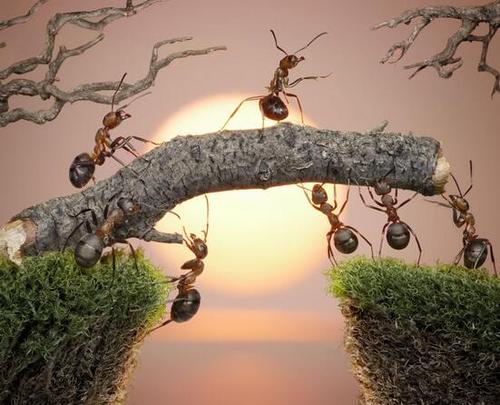 为什么蚂蚁不会丢失？