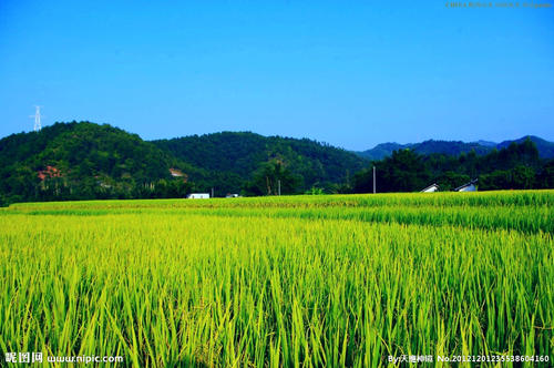 田园诗般的风景：田园风景_450字