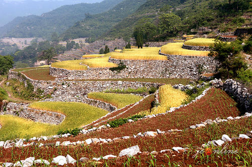 田园风景的构图：田园风景如诗如画_450字