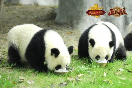 保护可爱的动物 - 大熊猫